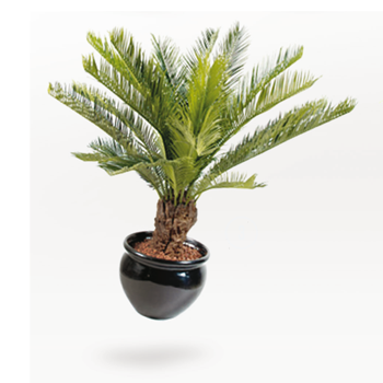 Cycas